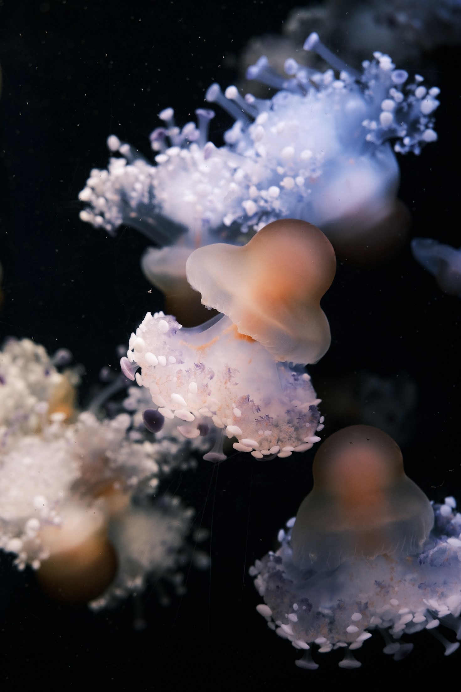 Top Benefits of Owning Live Jellyfish
